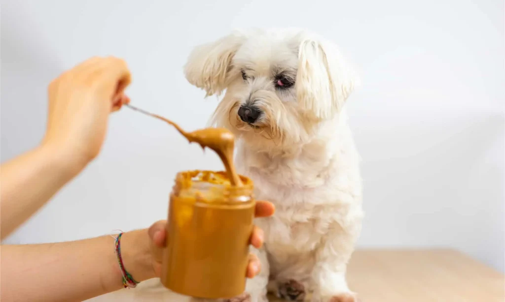 Best Peanut Butter Types for Dogs