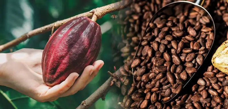 Forastero cocoa beans