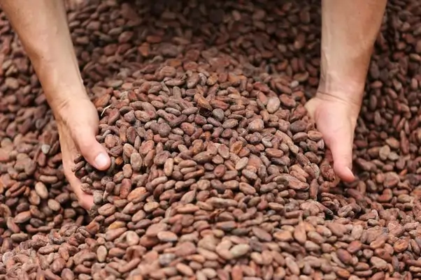 Trinitario cocoa beans