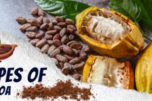 types of cocoa