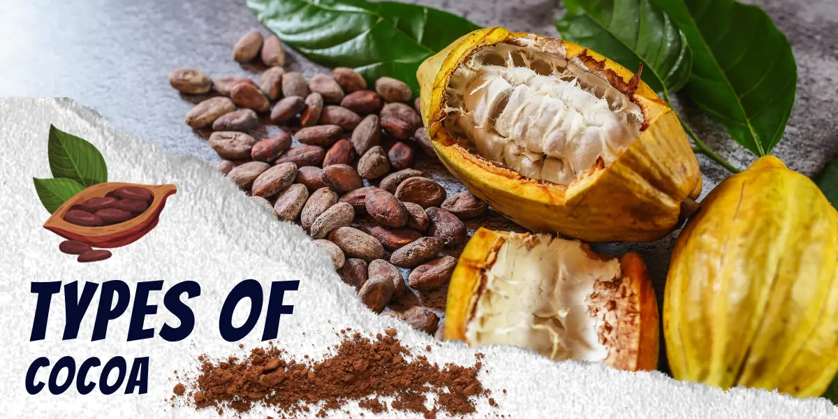 types of cocoa