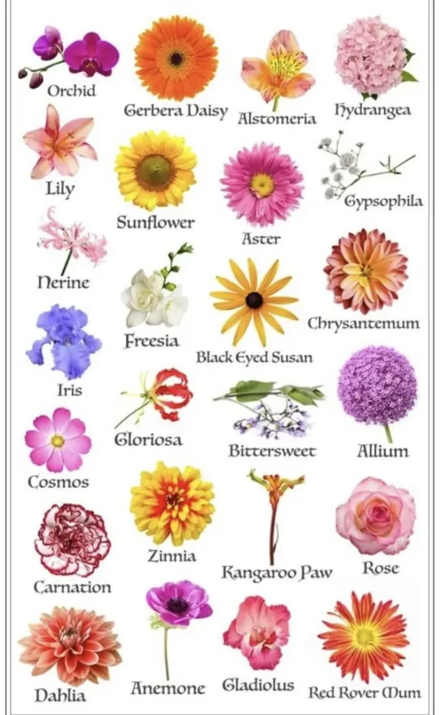 Types of Flowers: A Complete List of Common, Popular, and Rare ...