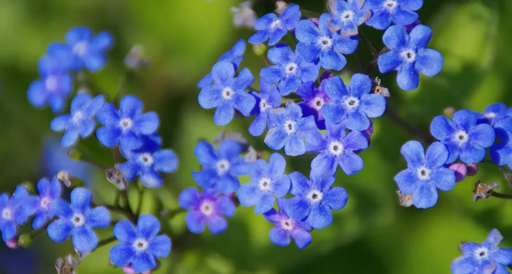 Blue Flowers types