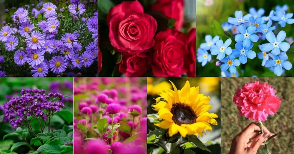 Flower Types by Color