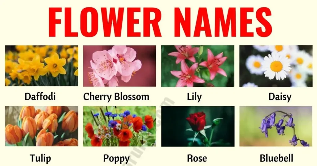 Popular Types of Flowers