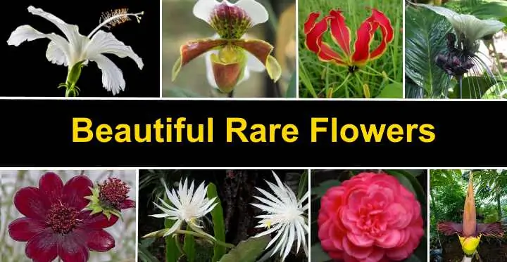 Rare and Unusual Flower Types
