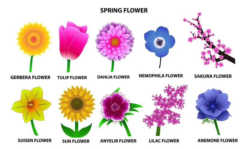 Spring Flowers types