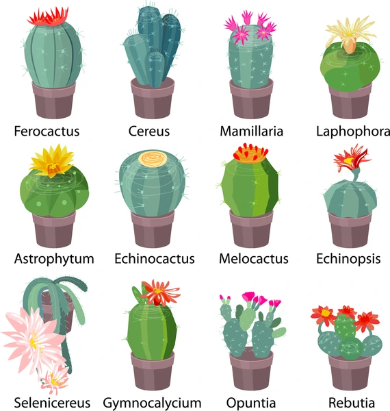 Types of Cactus Flowers