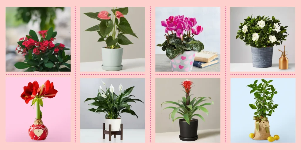 Types of Indoor Flowers
