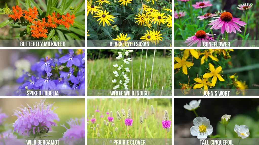 Wildflower Types