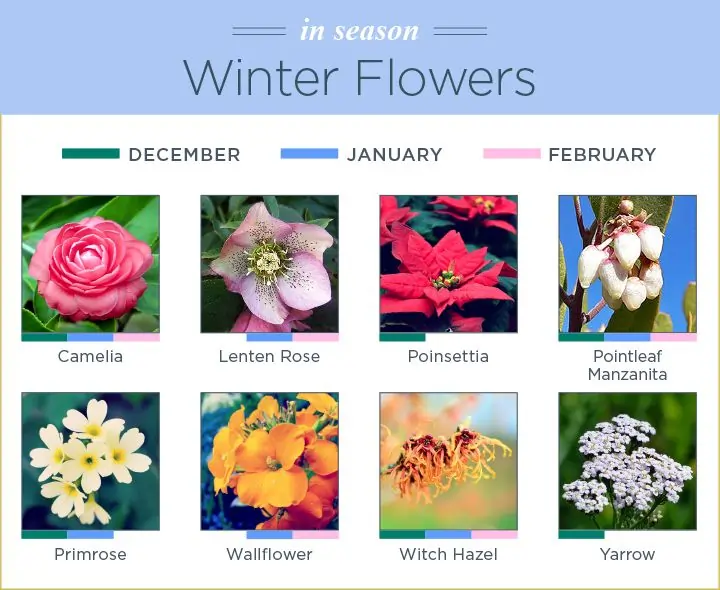 Winter Flowers Types